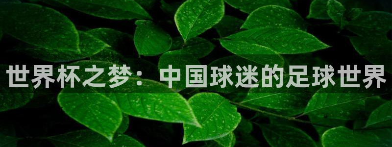 2026世界杯买球：世界杯之梦：中国球迷的足球世界